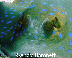 Blue spotted ray, Safaga.  by Andy Hamnett 